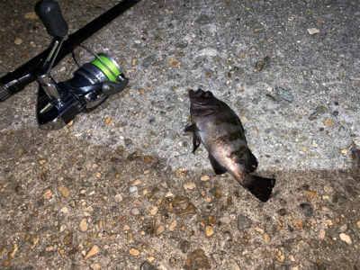 もうすぐ、ケンサキイカ⁈