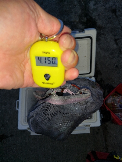 タコまとめて4kg