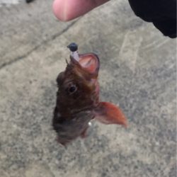 もう少しでハマチ