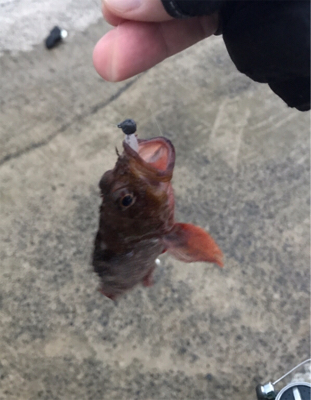 もう少しでハマチ