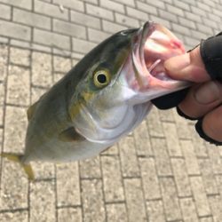 ダブルヘッダーで…