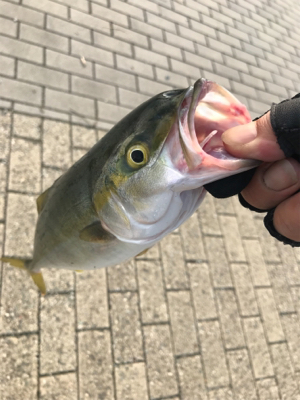 ダブルヘッダーで…