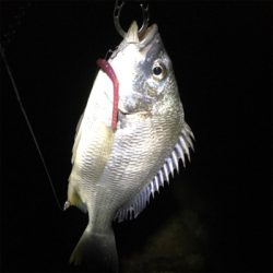 カッティングベイトのキビレグレープがどハマり