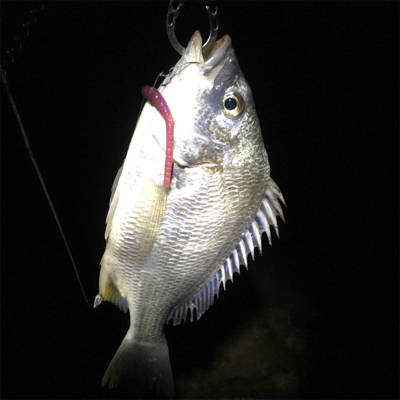 カッティングベイトのキビレグレープがどハマり