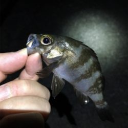 梅雨が明けてもメバリング