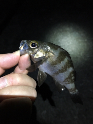 梅雨が明けてもメバリング