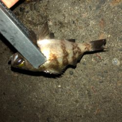 アジとメバルとケンサキ