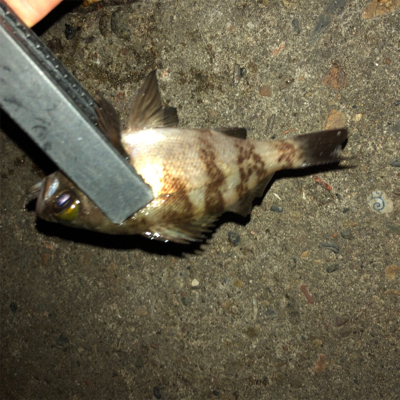 アジとメバルとケンサキ