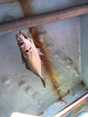 メクリアジ  純栄丸