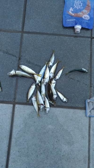 7/7釣果ツバス太刀魚セイゴ豆アジ小サバガシラアカエイエソ