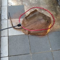 7/13釣果太刀魚でっかいアジツバス豆アジ