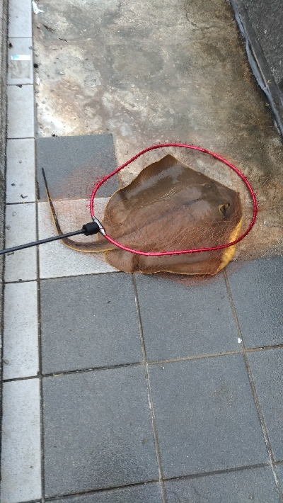 7/13釣果太刀魚でっかいアジツバス豆アジ