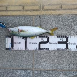 7/15釣果、デカアジ豆アジ太刀魚穴子ツバス