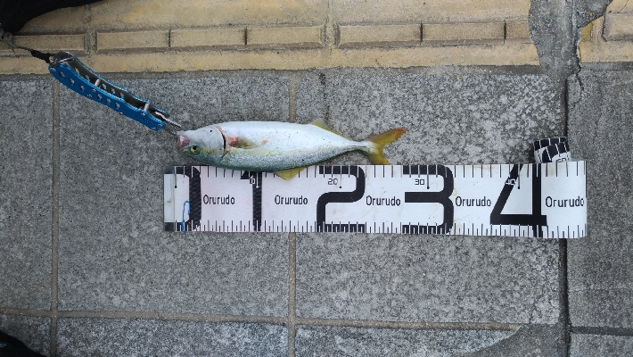 7/15釣果、デカアジ豆アジ太刀魚穴子ツバス