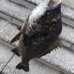 7/20釣果シオツバスチヌエソ豆アジ