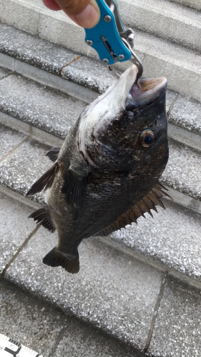 7/20釣果シオツバスチヌエソ豆アジ