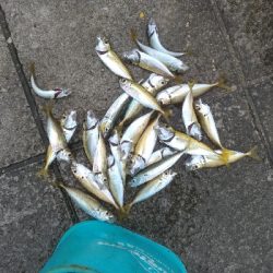 7/27釣果　ヒラメ太刀魚ダツアジ豆アジ