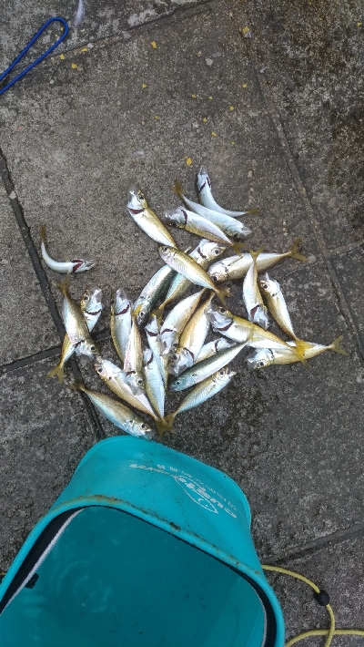 7/27釣果　ヒラメ太刀魚ダツアジ豆アジ