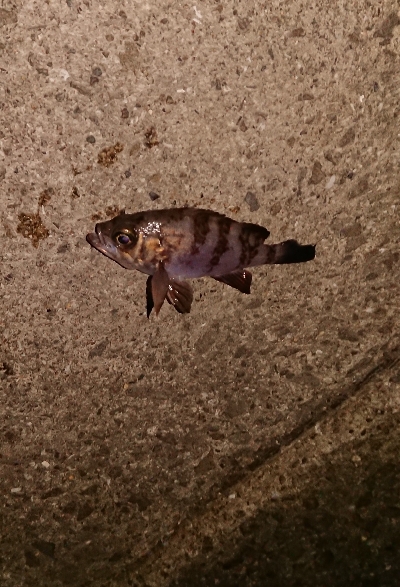 アジングがようやく成立