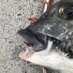 ブンブンスライダー