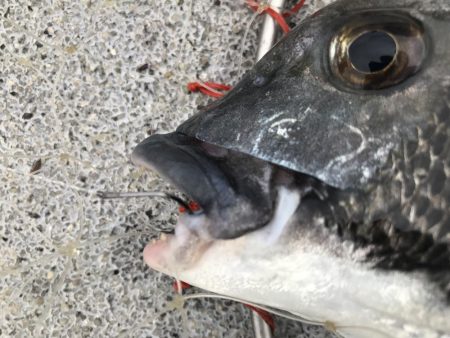 ブンブンスライダー