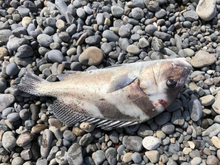 ライトタックルちょい投げ初‼…