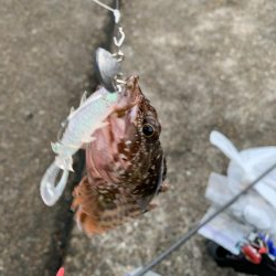 ロックフィッシュ