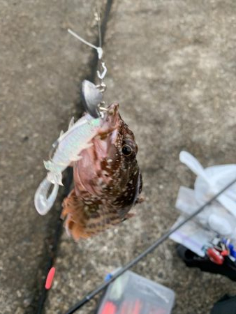 ロックフィッシュ