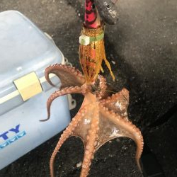 タコ釣り