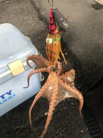 タコ釣り