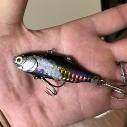 フラットフィッシュ釣行