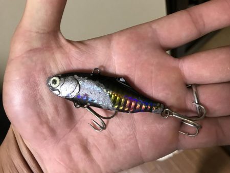 フラットフィッシュ釣行