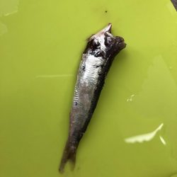 マリンピアでモジャコ祭り