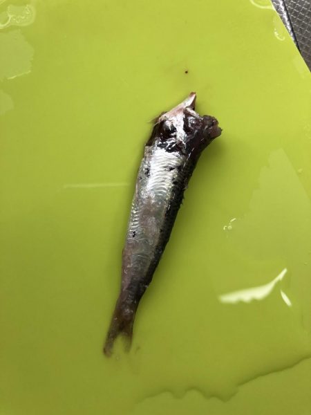 マリンピアでモジャコ祭り