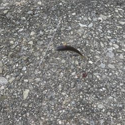 アジしかいない