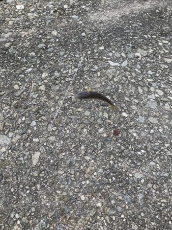 アジしかいない