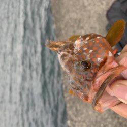 根魚釣り