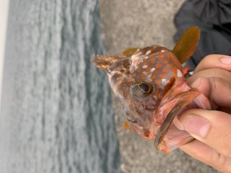 根魚釣り