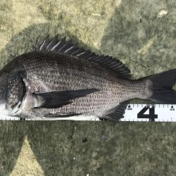 イチノ兄弟、釣果!