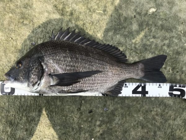 イチノ兄弟、釣果!