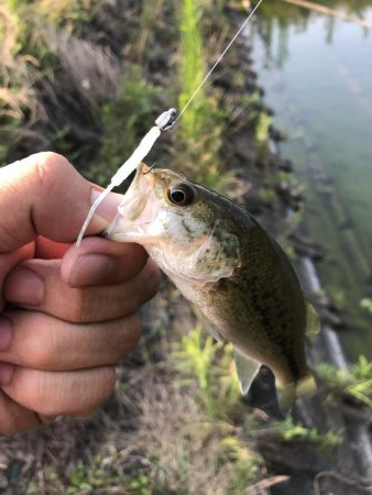 久しぶりのバス釣り