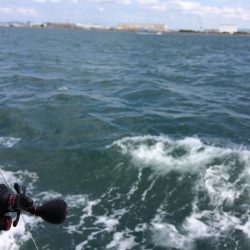 明石マダコ釣り