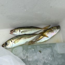 ウキ釣り釣行