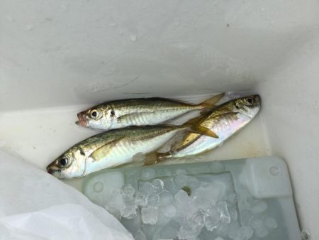 ウキ釣り釣行