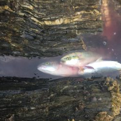 シーバスロッドでブンブン