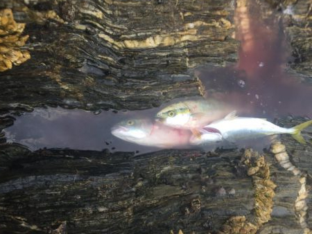 シーバスロッドでブンブン