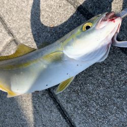 一日中釣れてます!