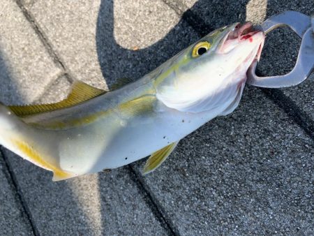 一日中釣れてます!