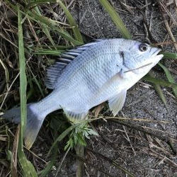 今シーズン初メッキ!