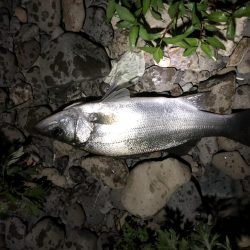 有田川シーバス